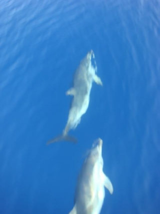 Whale Watching